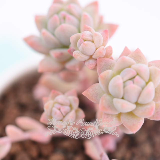 Live Succulent Plant Echeveria Prolifica Moran J Meyr N