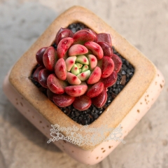Live succulent plant | Sedeveria pink ruby