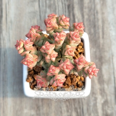 Live succulent plant | Crassula pastel