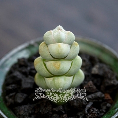 Live succulent plant | Crassula arta
