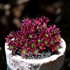 Live succulent plant | Portulaca gilliesii