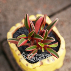 Live succulent plant | Peperomia claveolens