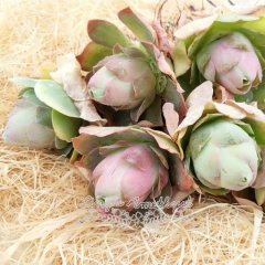 Live succulent plant | Greenovia aurea ex El Hierro - 'Peach'