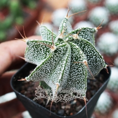 Live succulent plant | Astrophytum ornatum