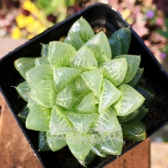 Live succulent plant | Haworthia 'snowflake'