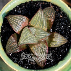 Live succulent plant | Haworthia magnifica var. splendens