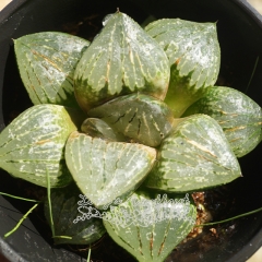 Live succulent plant | Haworthia 'Silver Turtle'