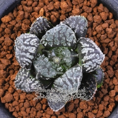 Live succulent plant | Haworthia 'Mordor'