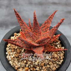 Live succulent plant | Aloe Christmas Carol