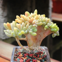 Live succulent plant | Graptopetalum amethystinum 'cristata'