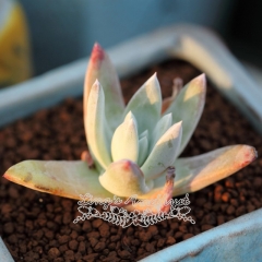Live succulent plant | Dudleya farinose