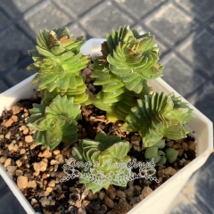 Live succulent plant | Crassula Estagnol