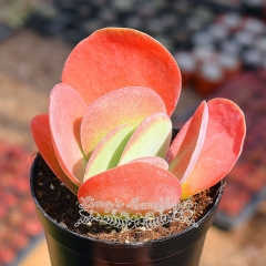 Live succulent plant | Kalanchoe thyrsiflora