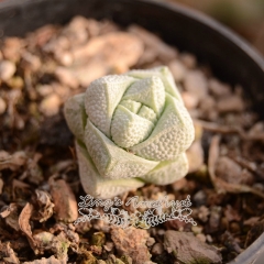 Live succulent plant | Crassula deceptor