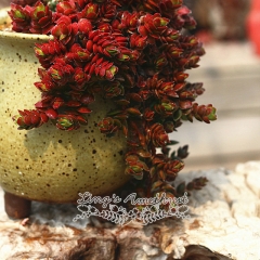 Live succulent plant | Crassula lanuginose V.pachystemon