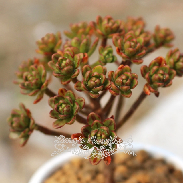 Live succulent plant | Aeonium x loartei