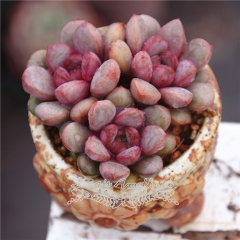 Live succulent plant | Graptoveria amethorum (red grape)