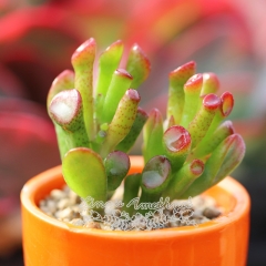 Live succulent plant | Crassula oblique 'Gollum'