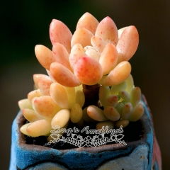 Live succulent plant | Sedum clavatum R.T.Clausen