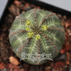 Live succulent plant | Euphorbia obesa