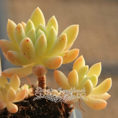 Live succulent plant | xSedeveria 'Hummellii'