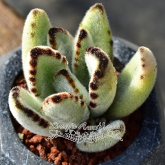 Live succulent plant | Kalanchoe tomentosa