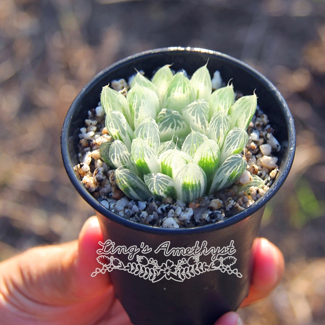 Haworthia hotsell Cooperi Variegated