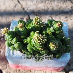 Live succulent plant | Crassula 'Emerald'