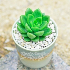 Live succulent plant | Sedum 'Qing Li'