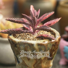 Live succulent plant | Kalanchoe Daigremontiana variegata