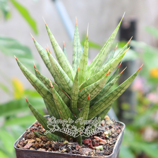 Live succulent plant | Sansevieria 'Fox tail'