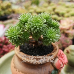 Live succulent plant | Sedum multiceps
