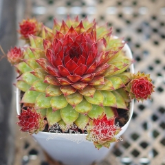Live succulent plant | Sempervivum 'Red diamond'