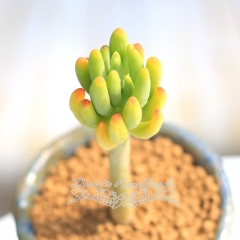 Live succulent plant | Sedum corynephyllum