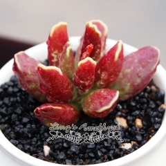 Live succulent plant | Adromischus cooperi