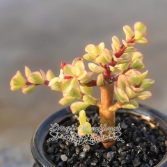 Live succulent plant | Pailulacaria afra var.foliis-variegatis