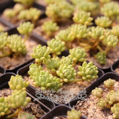 Live succulent plant | Sedum hirsutum ssp. baeticum Rouy