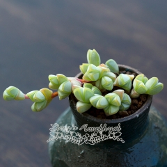Live succulent plant | Echinus maximiliani