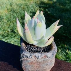 Live succulent plant | Dudleya pulverulenta
