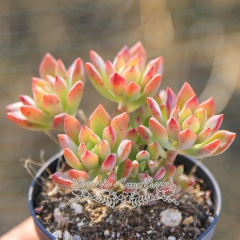 Live succulent plant | Graptosedum Little Beauty