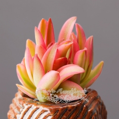 Live succulent plant | Crassula capitella 'Campfire' variegata