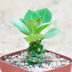 Live succulent plant | Monadenium ritchiei ssp.nyambense