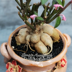 Live succulent plant | Monadenium montanum var.rubellum