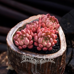 Live succulent plant | Sedeveria pink ruby