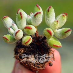 Live succulent plant | Cotyledon orbiculata var.dinteri