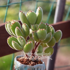 Live succulent plant | Cotyledon ladismithiensis