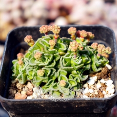 Live succulent plant | Crassula susannae