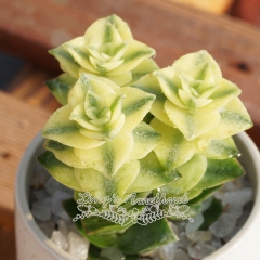 Live succulent plant | Crassula pellucida variegata