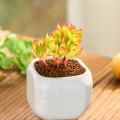 Live succulent plant | Crassula dejecta