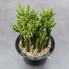 Live succulent plant | Euphorbia tirucalli Linn